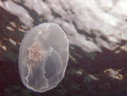 Giant Jelly in some wonderful light by Lora Tucker 